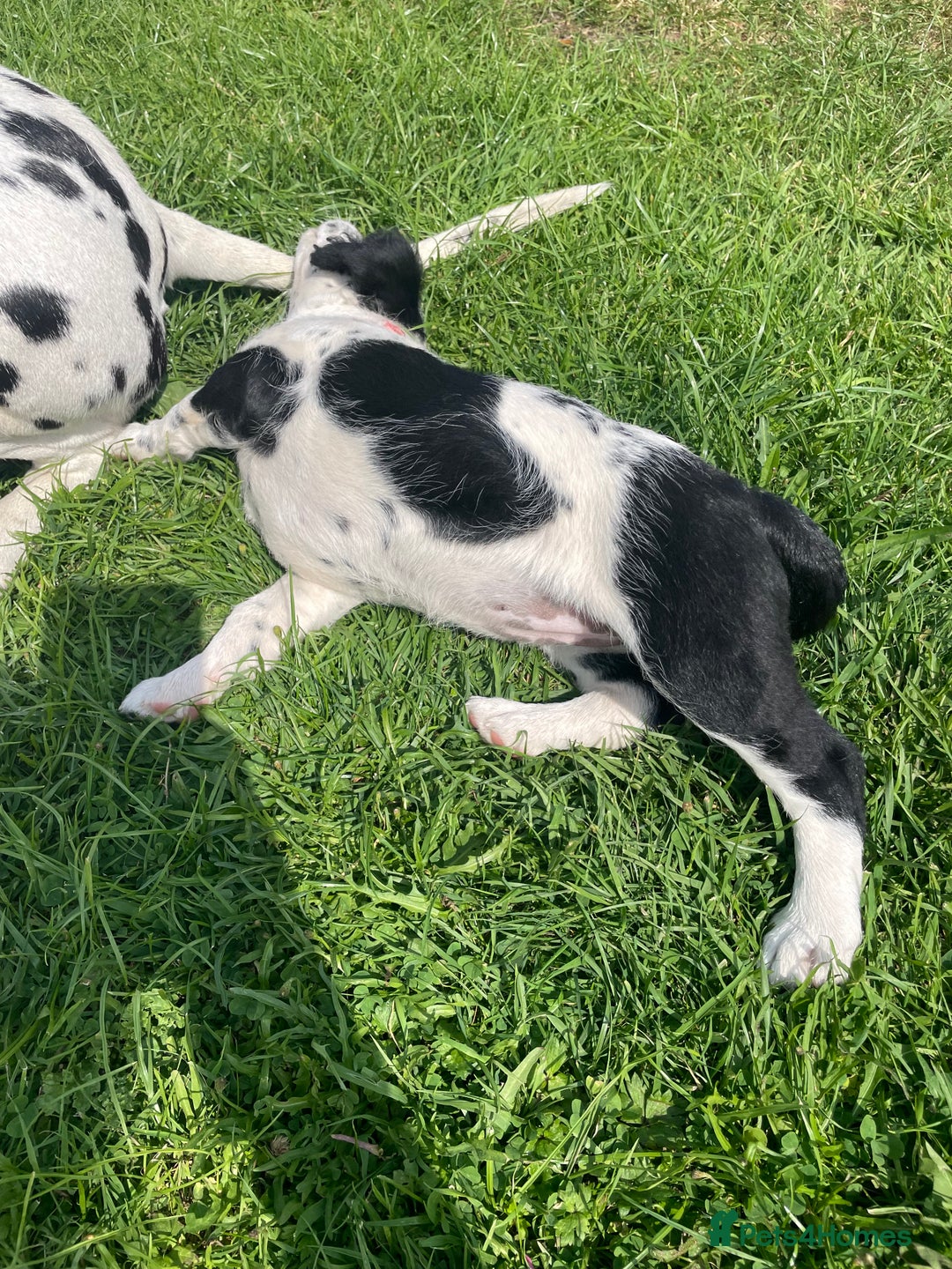 Mixed Breed dogs for sale: Last girl Ready to go Rare Dalmadoodle puppies 🏡 - Image 13