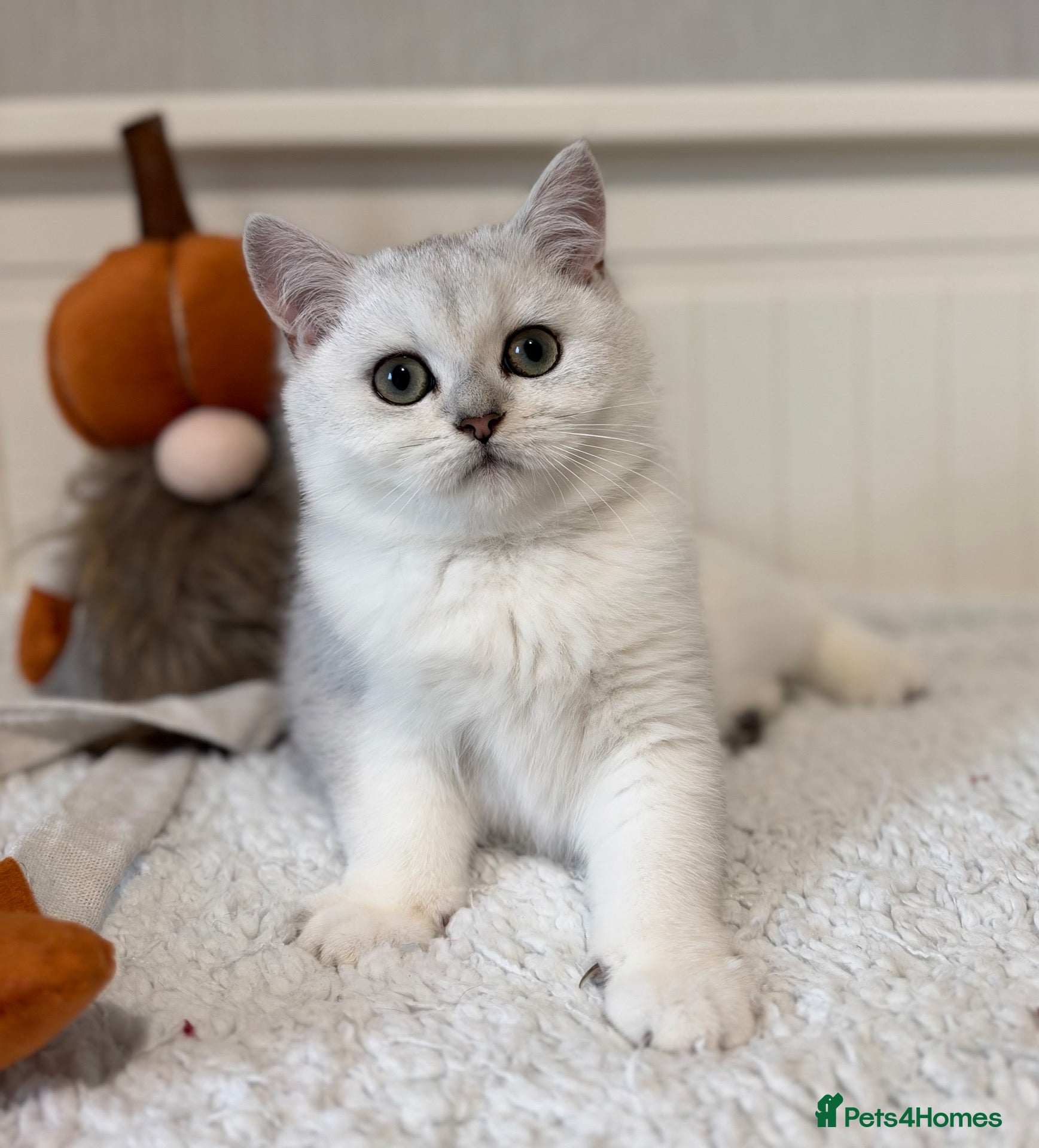 British Shorthair cats Exceptional Pedigree Silver British shorthairs 🩶 - Advert 3