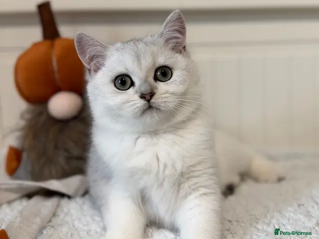 British Shorthair cats Exceptional Pedigree Silver British shorthairs 🩶 - Advert 3
