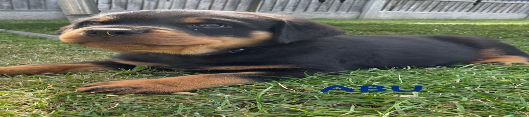 ABU