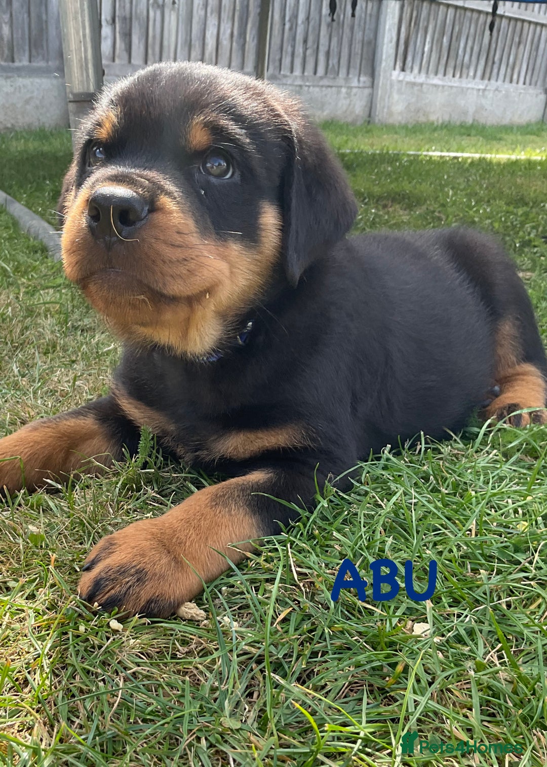Rottweiler dogs for sale: Family bred and loved Rottweiller puppies - Image 28