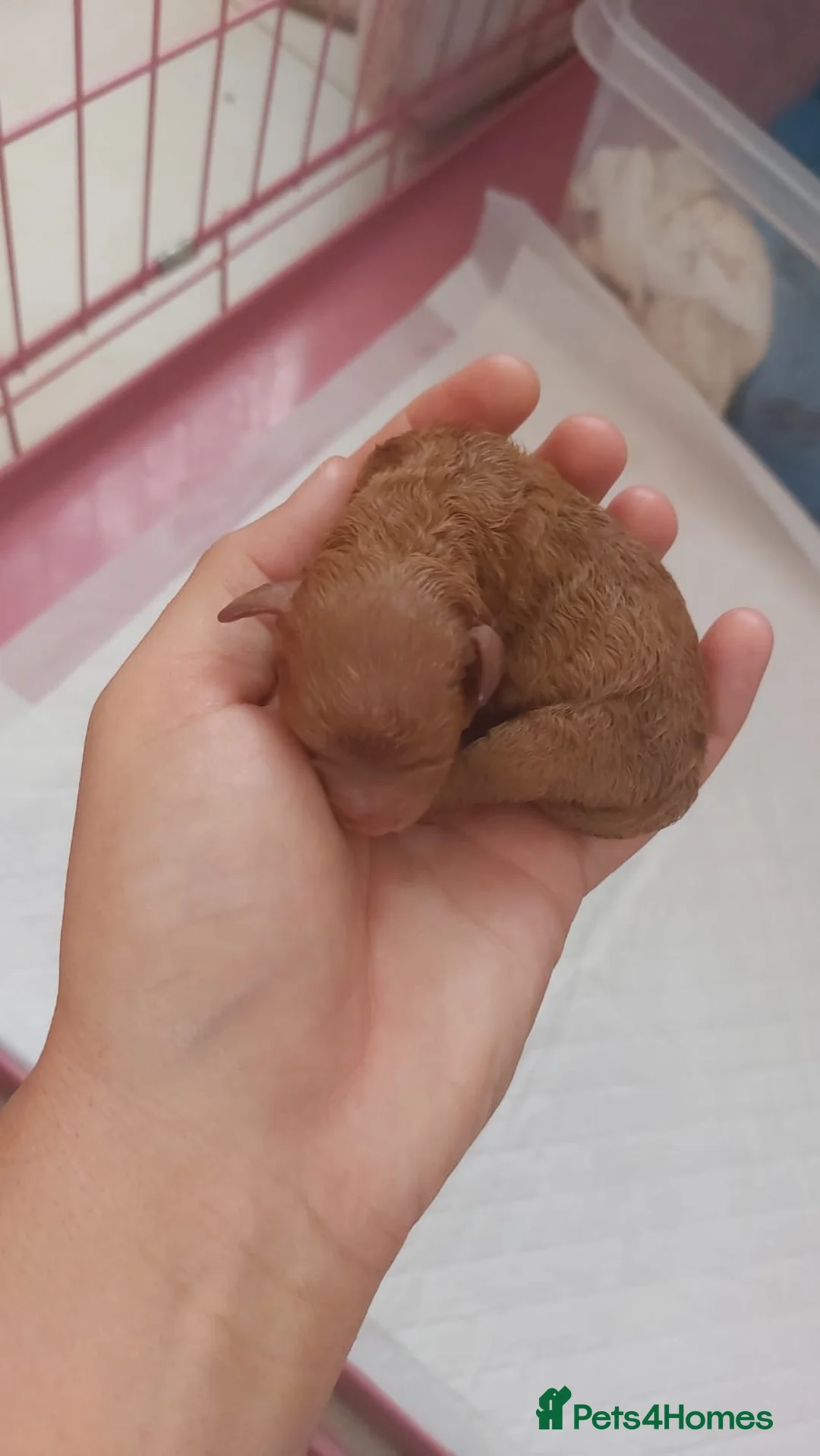 Toy Poodle dogs for stud: EXTENSIVELY HEALTH TESTED TOY POODLE STUD TYSON🌹 in Sheerness - Advert 7