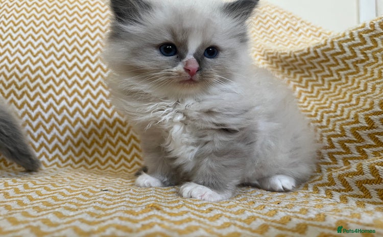 Ragdoll cats - Advert 13