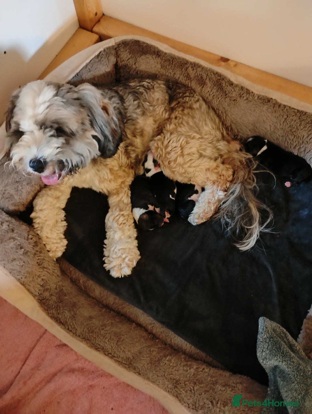Tibetan Terrier dogs for sale: Araki Tibetan Terrier puppies - Advert 4
