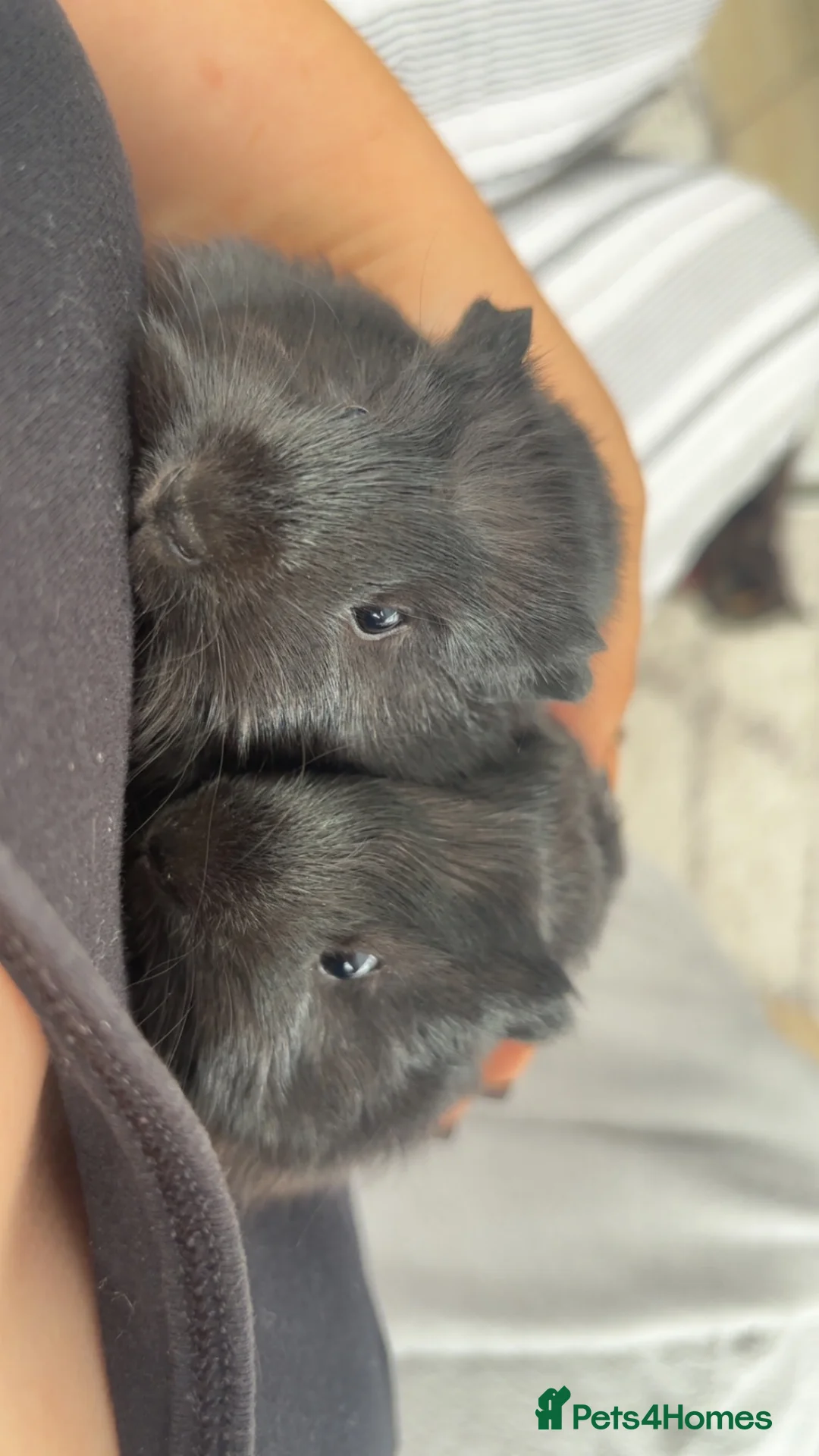 Guinea Pig rodents for sale: Two female Swiss x funky young female guinea pigs  - Advert 2