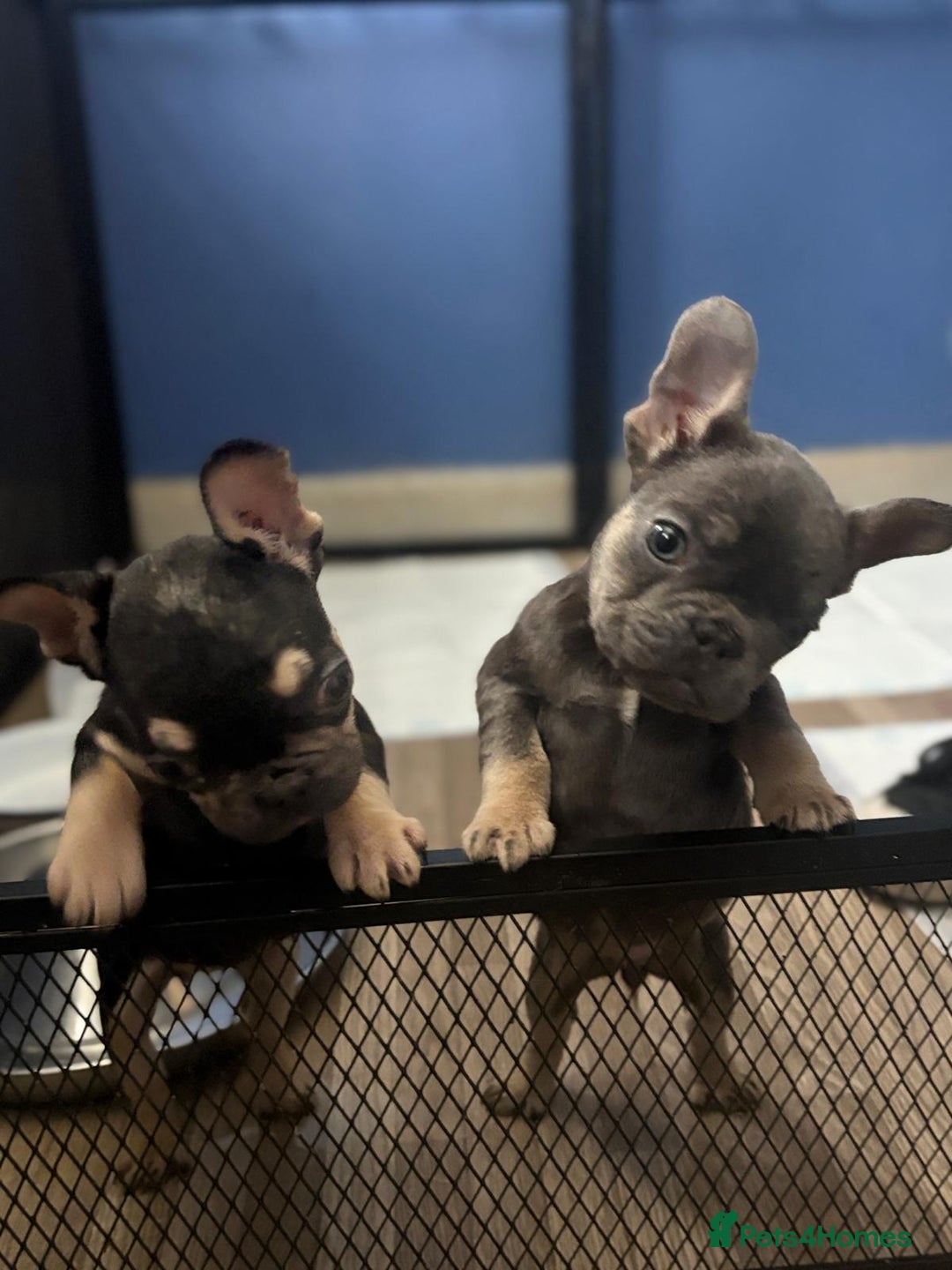 French Bulldog dogs for sale: Beautiful French bulldog puppies  - Advert 2