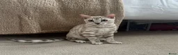 Bengal cats for sale: Beautiful Health Tested Bengals in Kidderminster - Advert 6