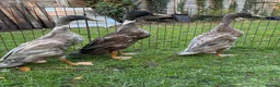 Ducks poultry for sale: Indian Runner Drakes  in Wallingford - Advert 4