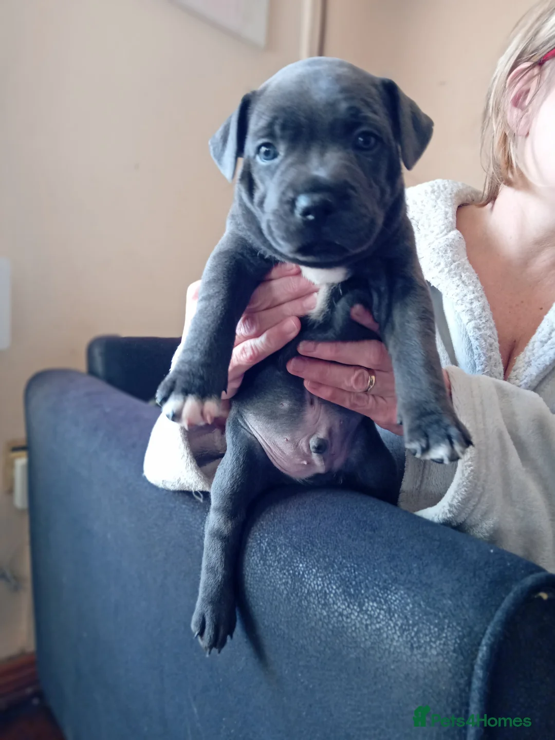 Staffordshire Bull Terrier dogs for sale: KC reg blue Staffordshire bull terrior  - Advert 5