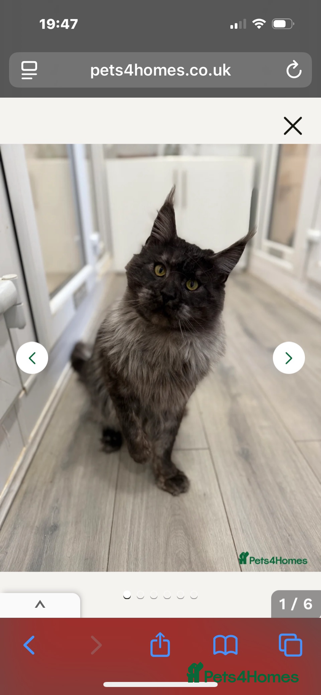 Maine Coon cats for sale: Pedigree registered Maine Coon - Advert 13