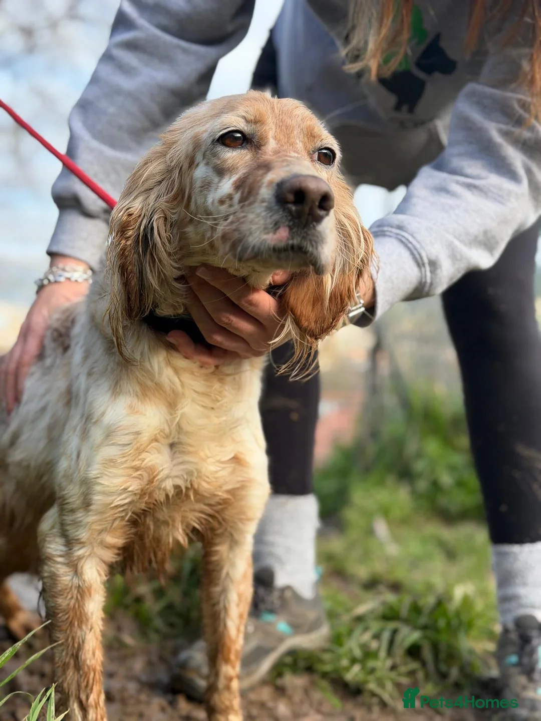 English Setter dogs for adoption: Astra - Advert 2