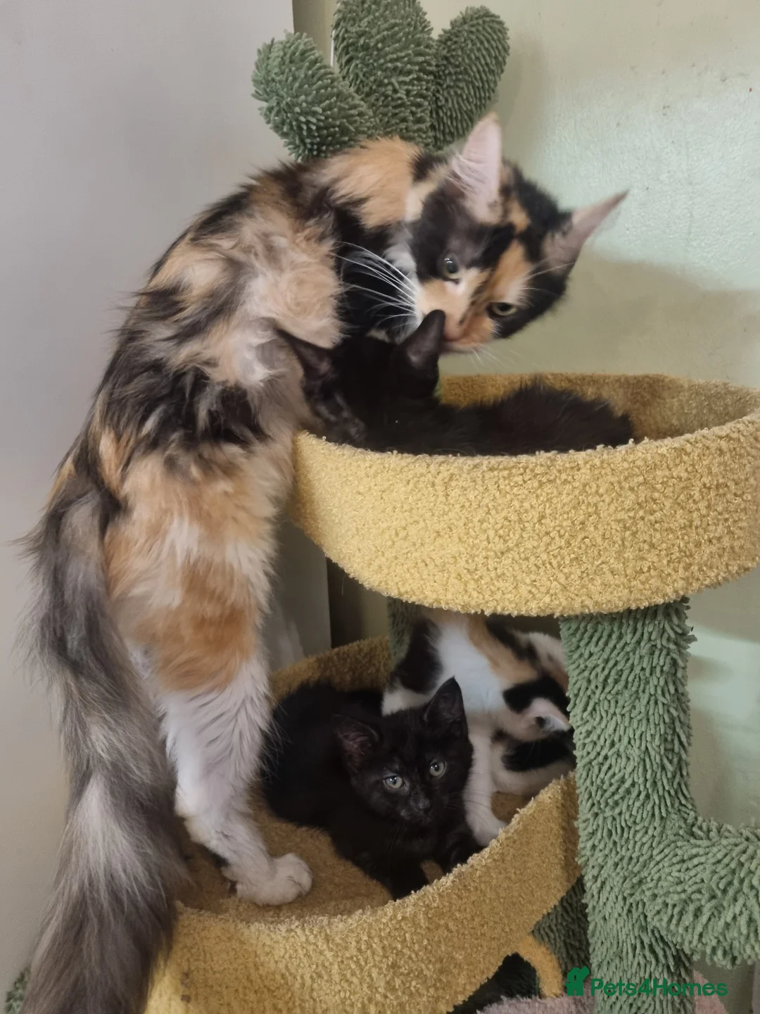 Maine Coon cats for sale: 4 adorable 😍 Mainecoon girls - Advert 2