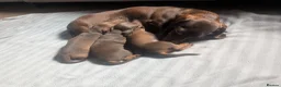 Dachshund dogs for sale: Dachshund puppies  in Salisbury - Advert 7