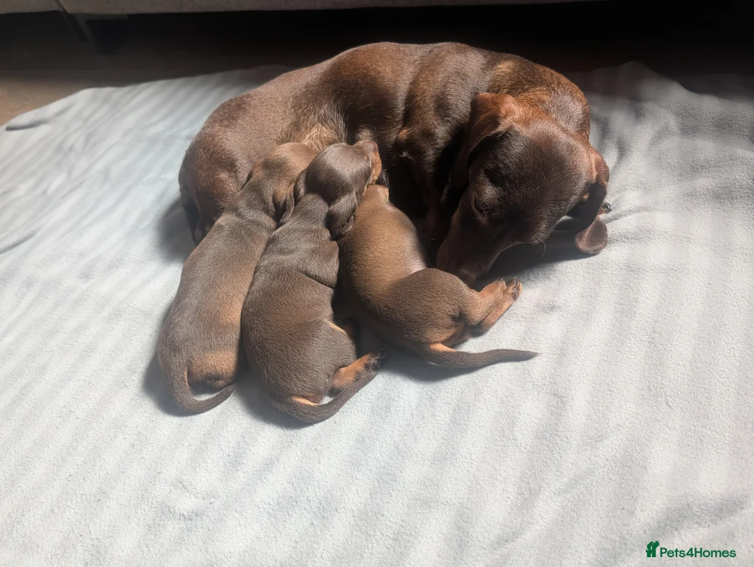 Dachshund dogs for sale: Dachshund puppies  in Salisbury - Advert 7