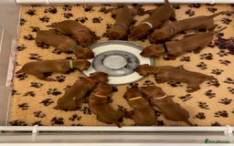 Hungarian Vizsla dogs for sale: Exceptional KC registered Hungarian Vizsla Litter - Image 5