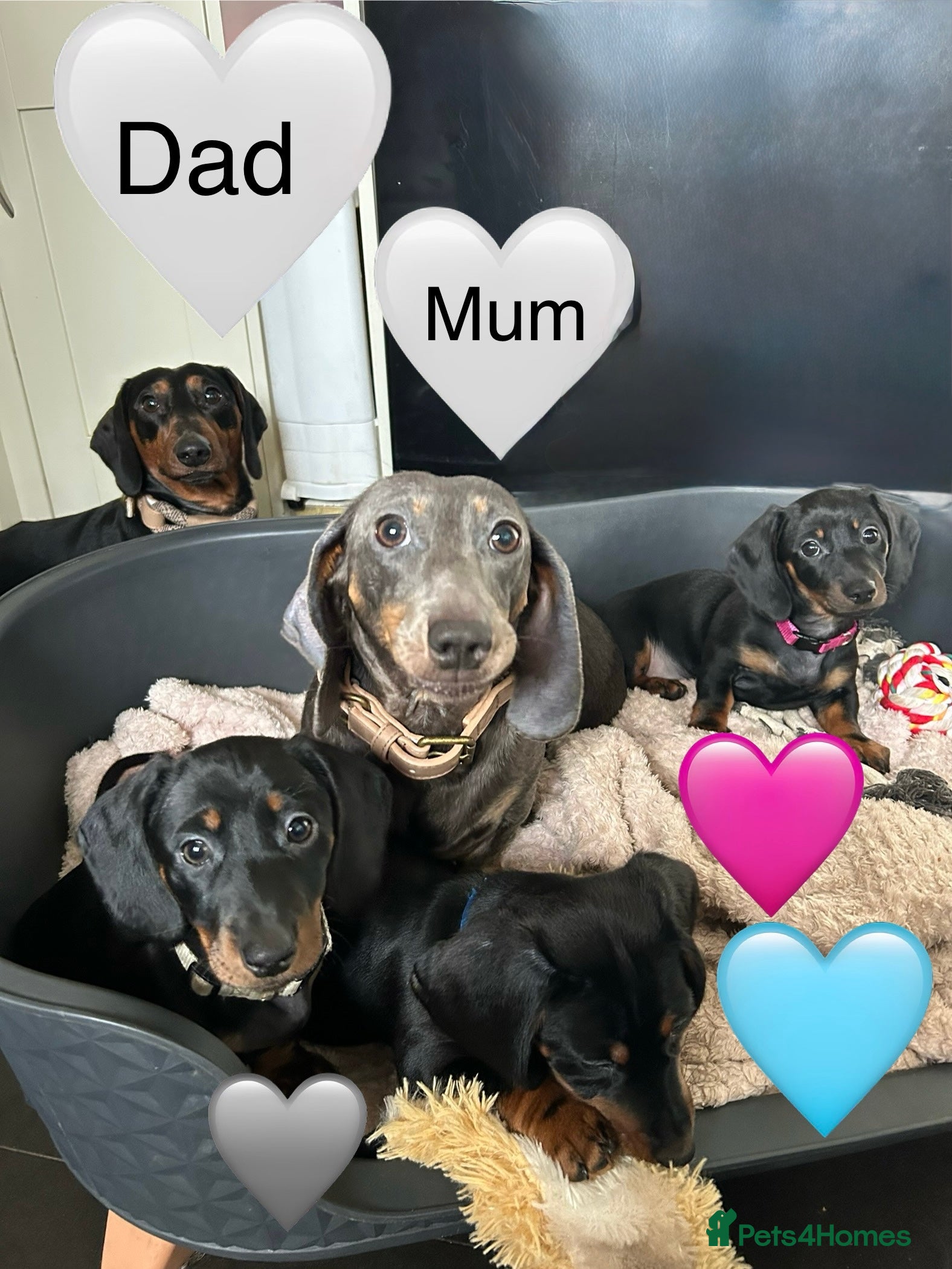 Miniature Dachshund dogs Stunning Black and Tan smooth fur dachshund pups - Advert 1