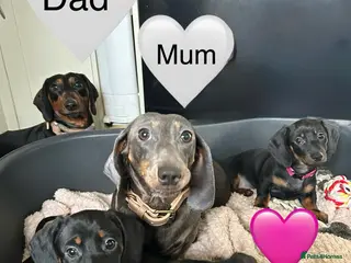 Miniature Dachshund dogs Stunning Black and Tan smooth fur dachshund pups - Advert 1