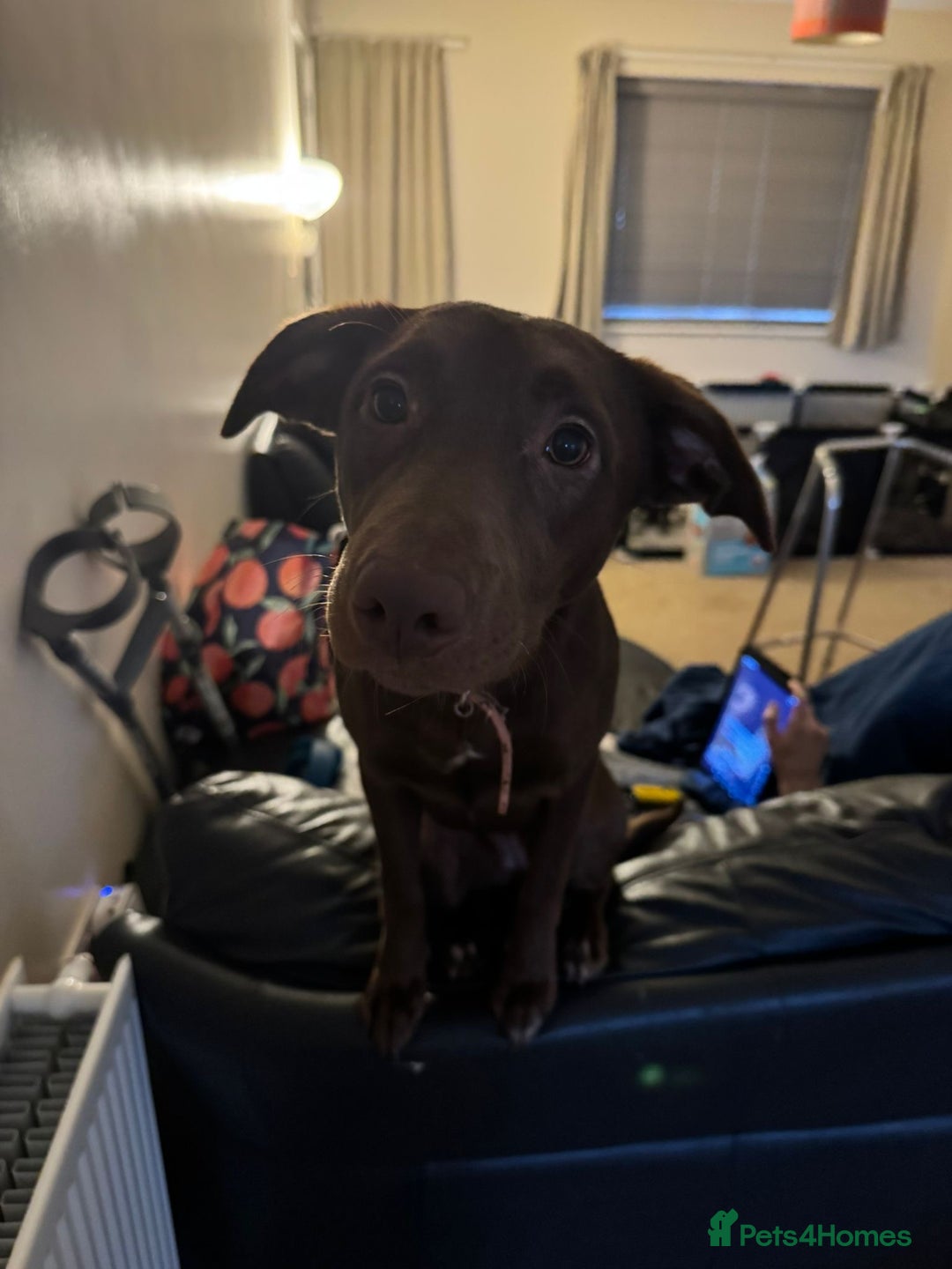 Borador dogs for sale: 7 month old puppy for sale  - Advert 5