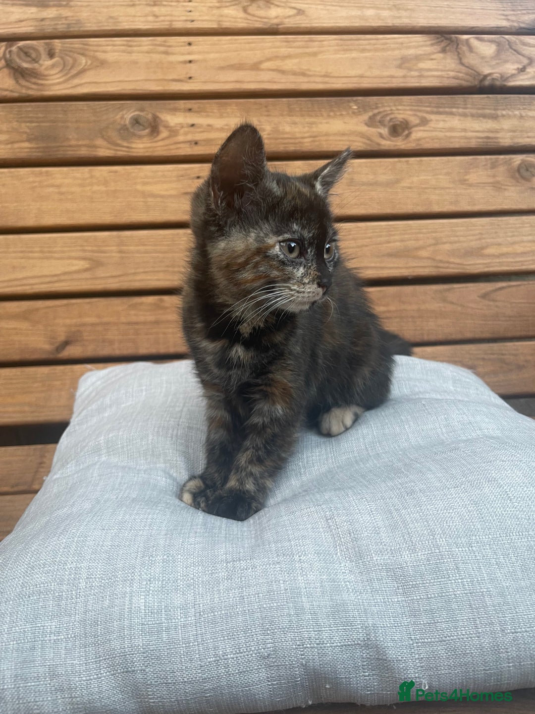 Domestic Shorthair cats for sale: Adorable kittens looking for their forever home  - Image 10