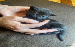 Domestic Shorthair cats for sale: 5 beatiful kittens for sale  - Image 4