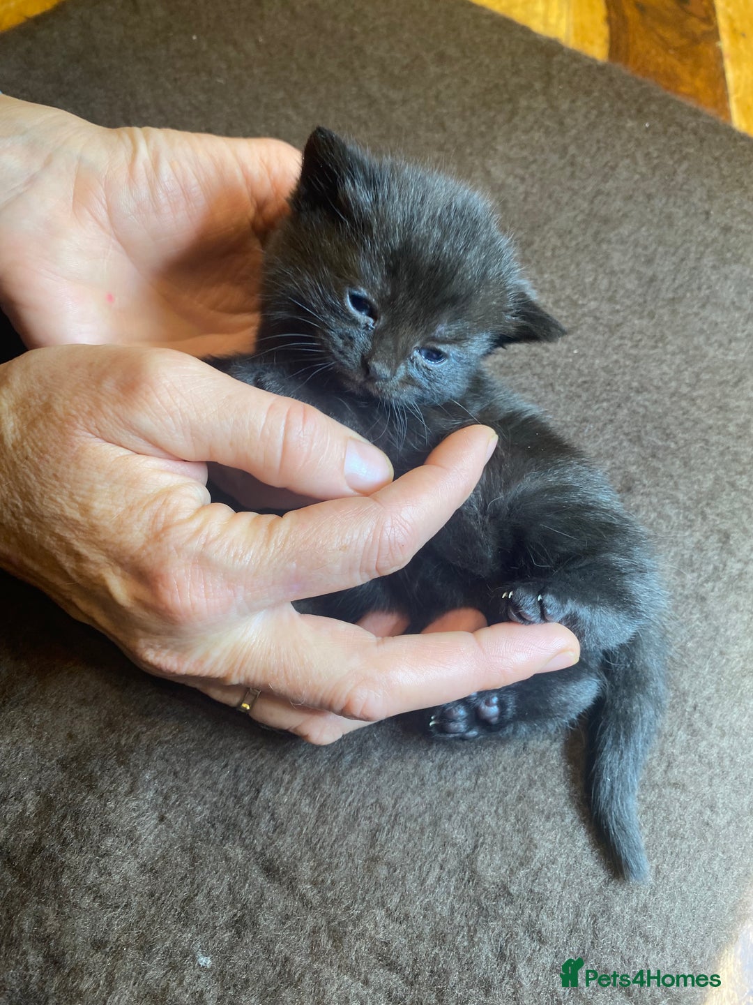 Domestic Shorthair cats for sale: 5 beatiful kittens for sale  - Image 4