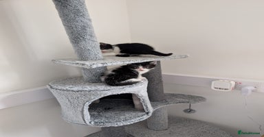 Domestic Shorthair cats Two male kittens for sale  - Advert 2