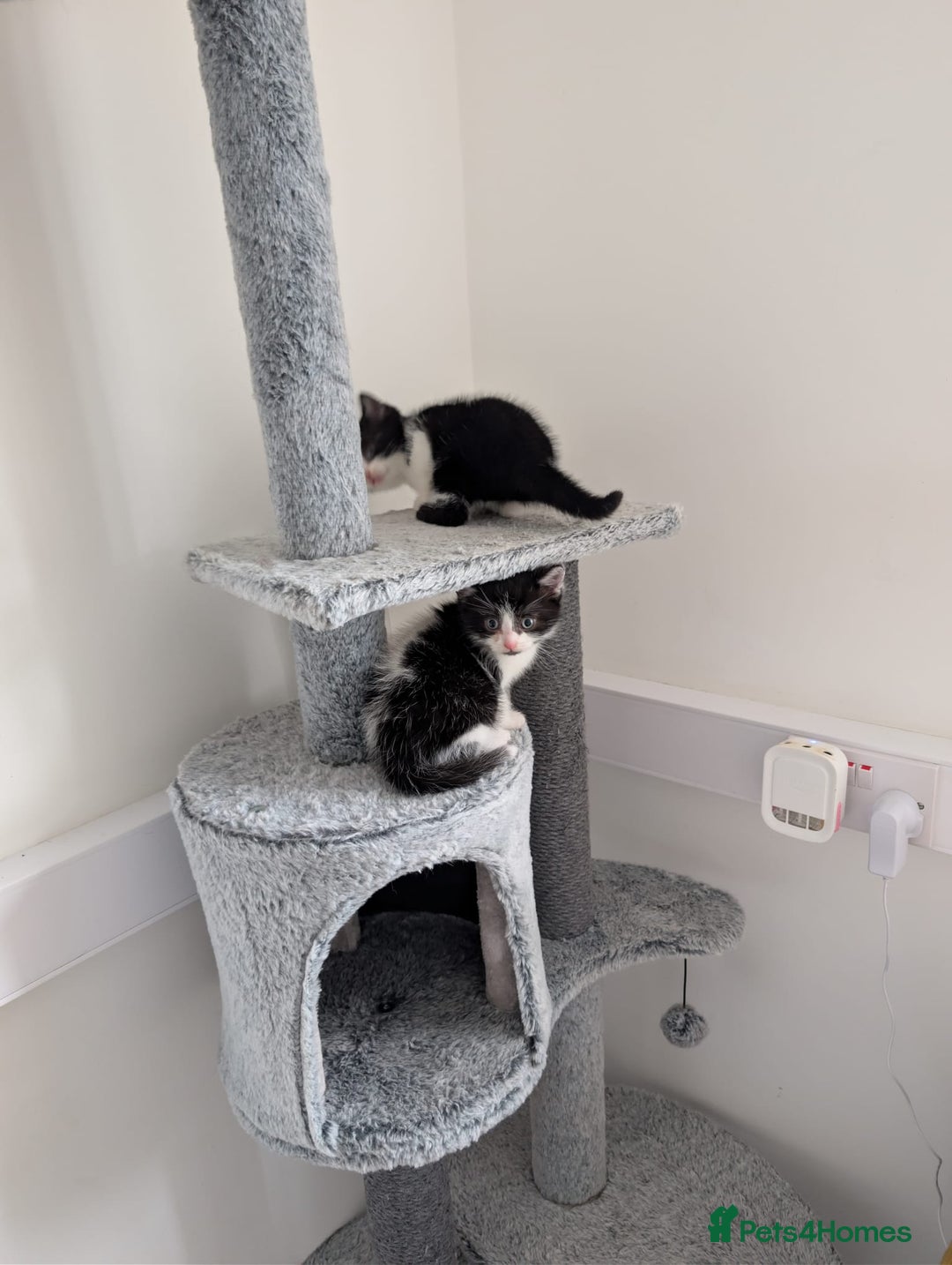 Domestic Shorthair cats for sale: Two male kittens for sale  - Advert 2