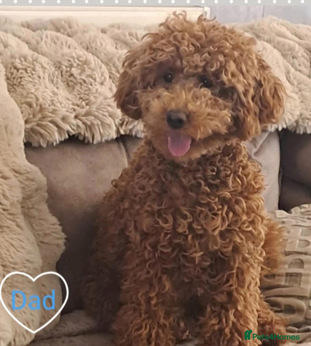 Cavapoo dogs F1B CAVAPOO PUPPIES EXTENSIVELY DNA HEALTH TESTED  - Advert 2