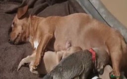 Mixed Breed dogs for sale: Female  - Image 6