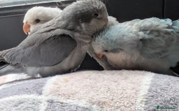 Parakeets birds for sale: Tamed hand reared baby Quaker parrots DNA tested  - Image 1