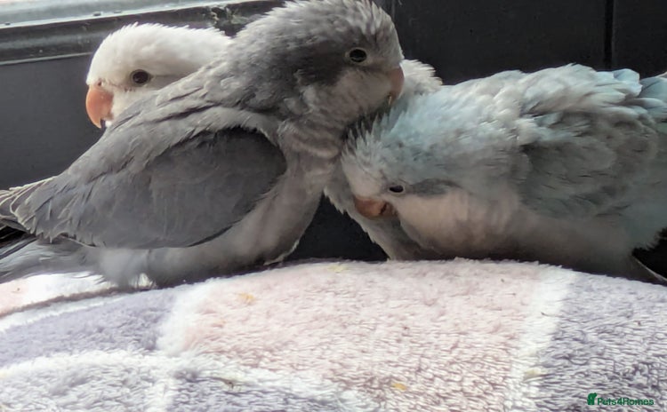 Parakeets birds - Advert 1