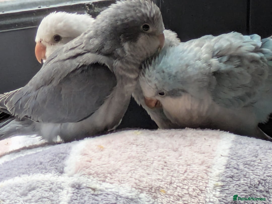 Parakeets birds for sale: Tamed hand reared baby Quaker parrots DNA tested  - Image 1