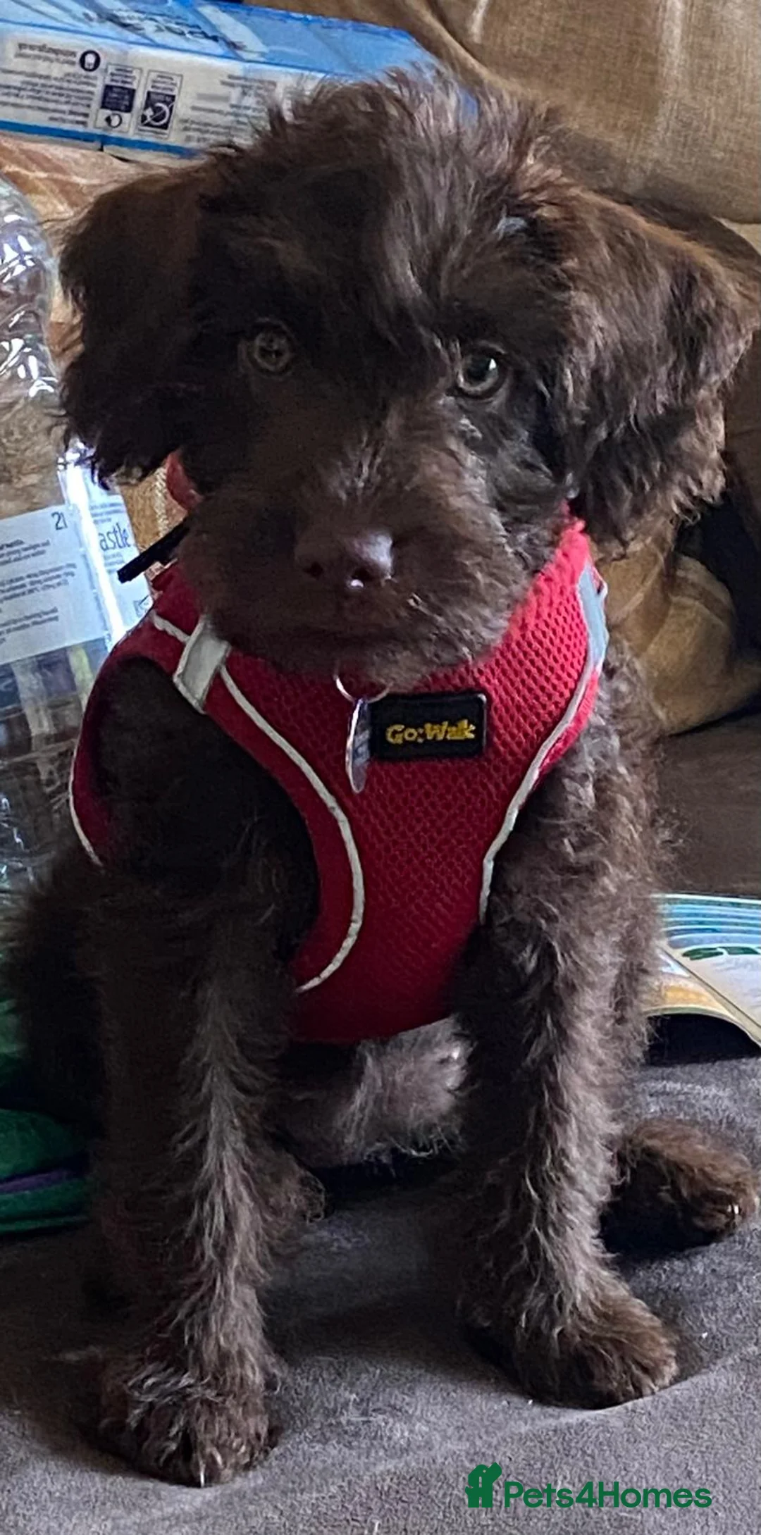 Mixed Breed dogs for sale: Ozzy 12wks old - Advert 5