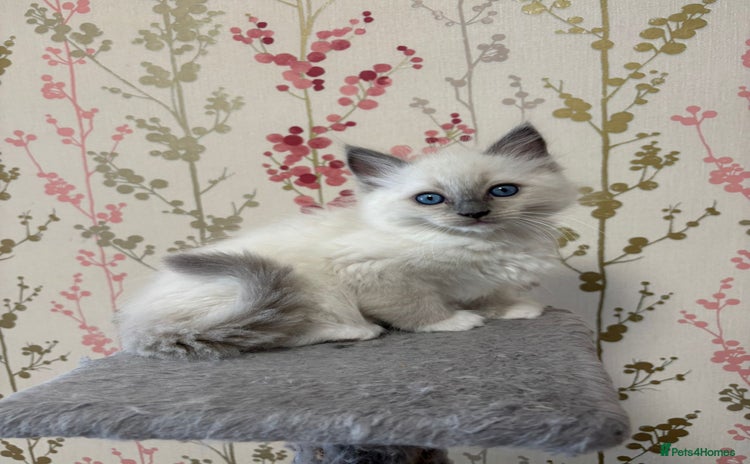 Ragdoll cats Ragdoll Blue Point/ Bicolor For Sale!!! - Advert 6