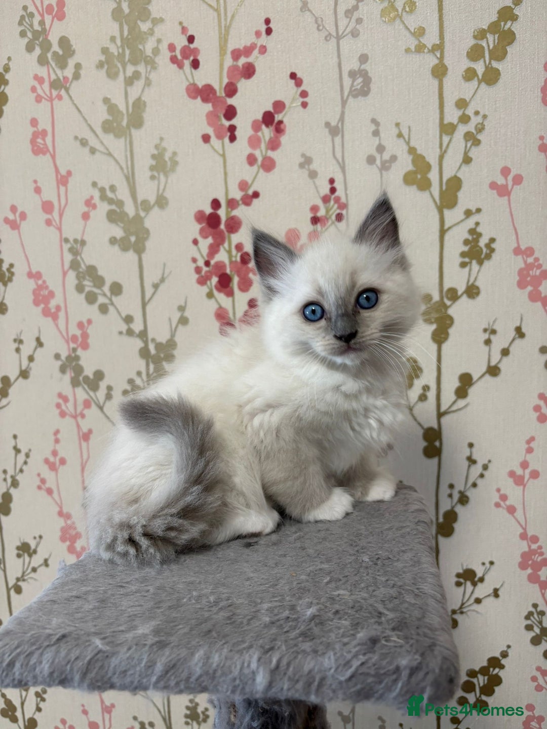 Ragdoll cats for sale: Ragdoll Blue Point/ Bicolor For Sale!!! - Advert 1