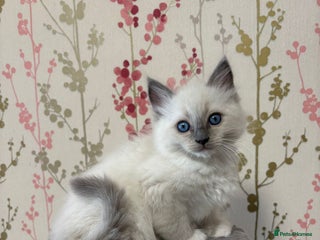 Ragdoll cats Ragdoll Blue Point/ Bicolor For Sale!!! - Advert 3