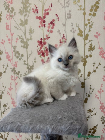 Ragdoll cats Ragdoll Blue Point/ Bicolor For Sale!!! - Advert 3