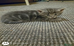 Norwegian Forest Cat cats for sale: 4 11 week old kittens  - Image 19