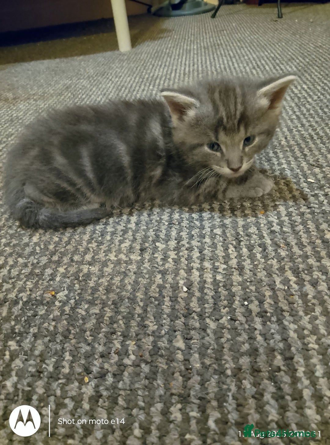 Norwegian Forest Cat cats for sale: 4 11 week old kittens  - Image 19