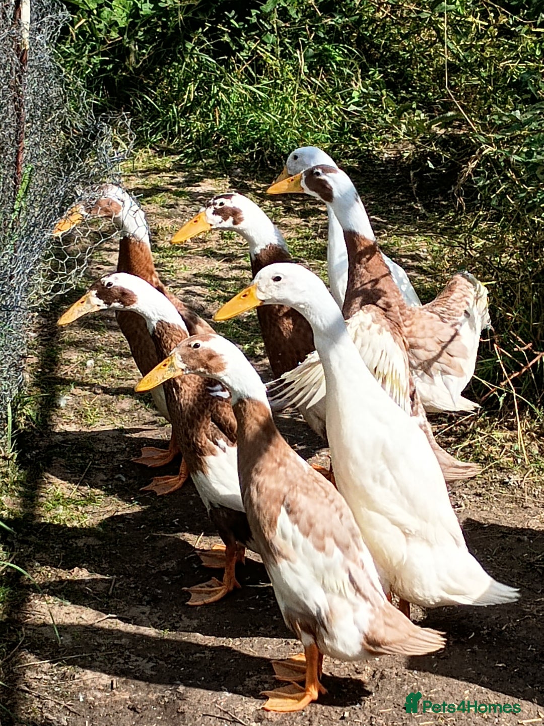 Ducks poultry for sale: Indian runner drakes - Image 2