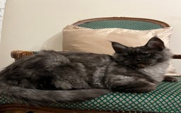 Maine Coon cats for sale: ⭐️Beautiful Maine Coon Kittens⭐️ - Image 11