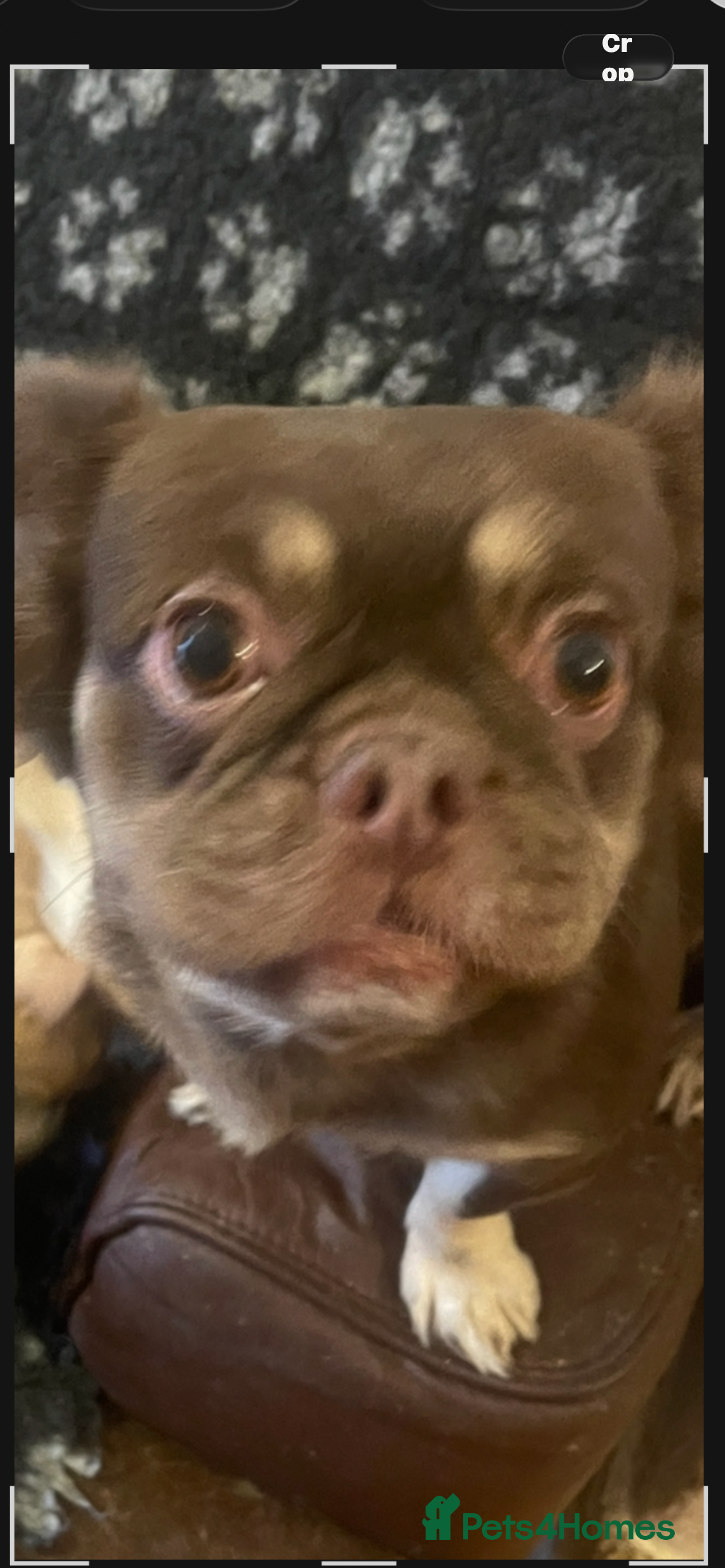 French Bulldog dogs Teddy bear floodle pink in Manchester - Advert 2