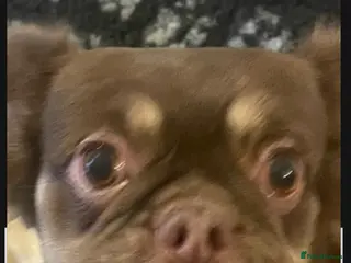 French Bulldog dogs Teddy bear floodle pink in Manchester - Advert 2