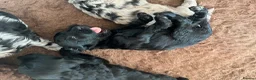 Cockapoo dogs for sale: Cockapoo puppies F1b - Advert 29