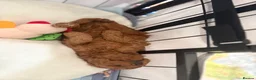 Cavapoo dogs for sale: Beautiful F1b Cavapoo Girls | Ready Soon - Advert 4