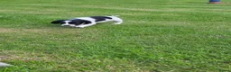 Sprocker dogs for sale: Sprocker puppies - Advert 2