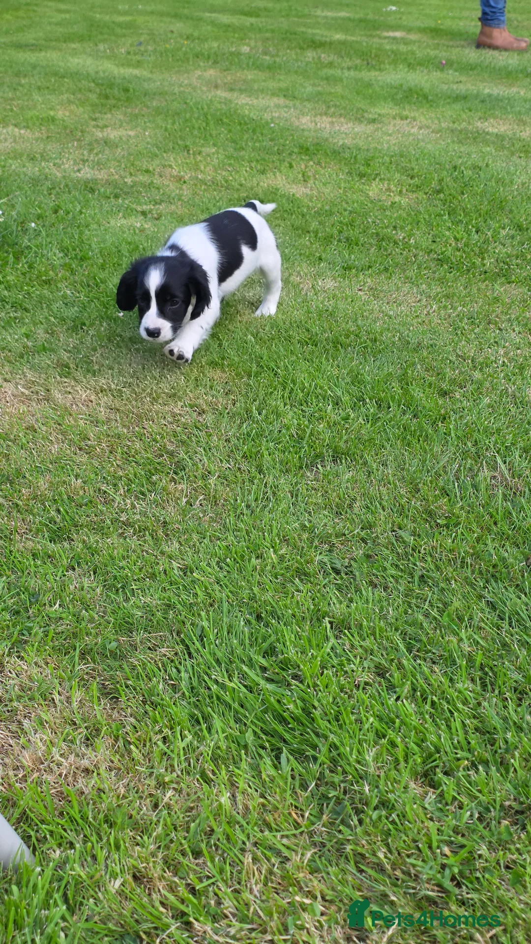 Sprocker dogs for sale: Sprocker puppies - Advert 2