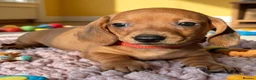 Miniature Dachshund dogs for sale: Adorable Miniature Dachshund Puppies - Advert 4