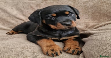 Rottweiler dogs - Advert 11