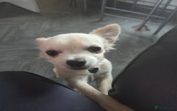 Chihuahua dogs for sale: Chiwawa pup  - Image 2